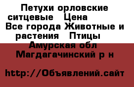 Петухи орловские ситцевые › Цена ­ 1 000 - Все города Животные и растения » Птицы   . Амурская обл.,Магдагачинский р-н